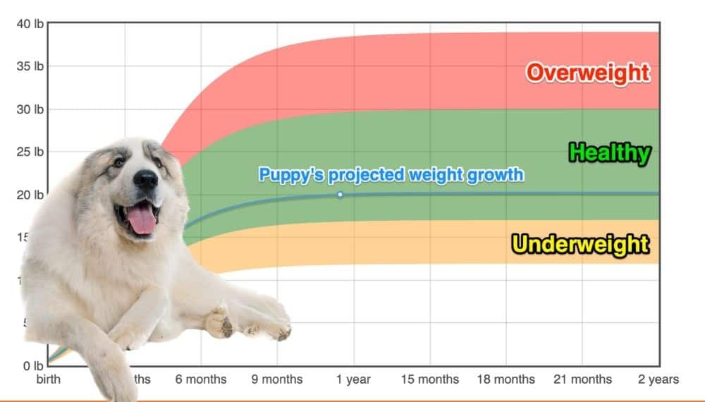 Pyrenean Mountain Dog Weight+Growth Chart 2022 How Heavy Will My